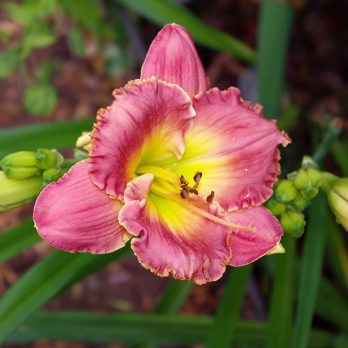 Hemerocallis Chance Encounter 